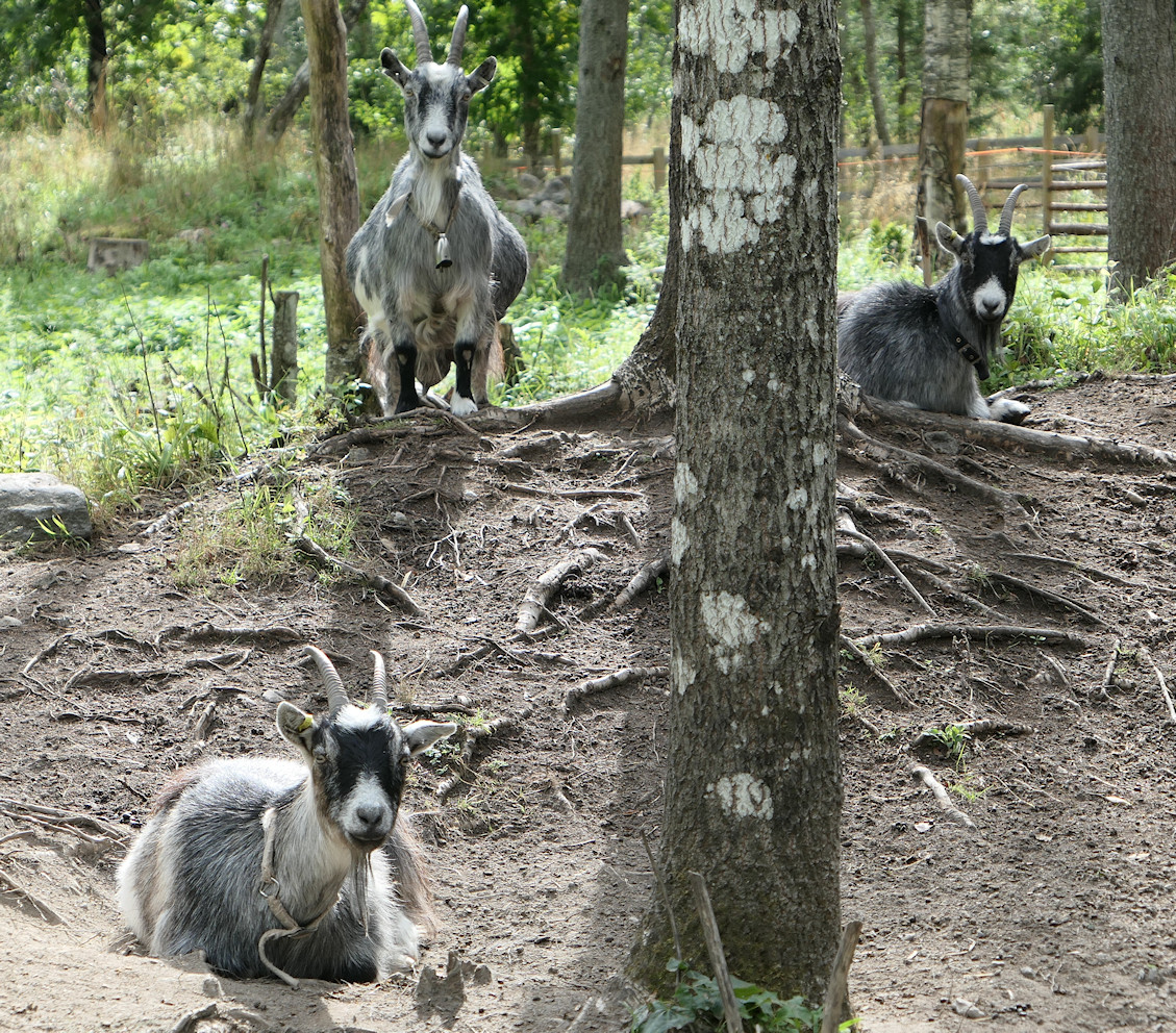 Kaverit vähän ihmetteli meidän vapaaehtoistouhua